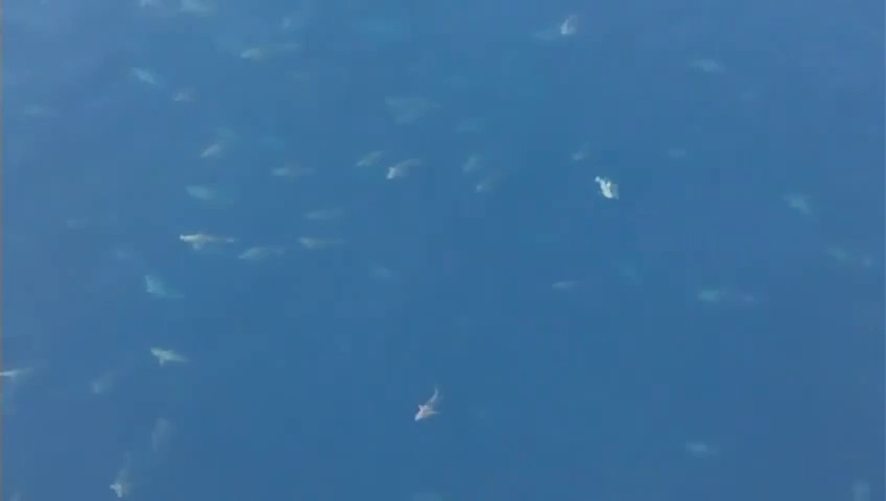 Hundreds of sharks returning to Louisiana : so impressive