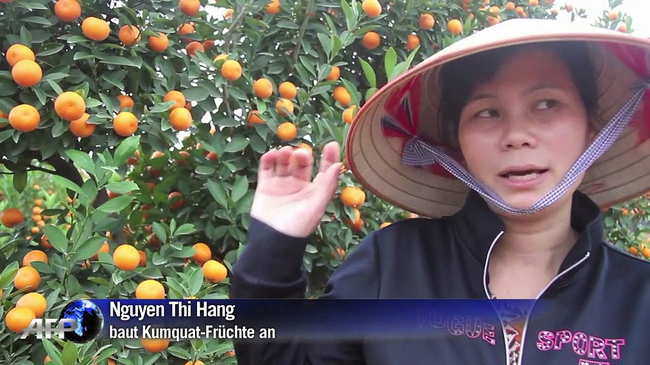 Voller Pestizide: Kumquat-Früchte aus Vietnam