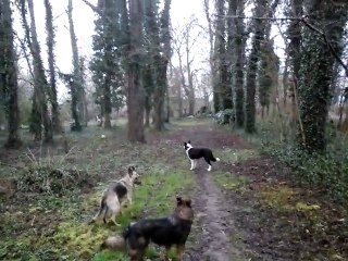 Les trois chiens et le  ballon  (1)