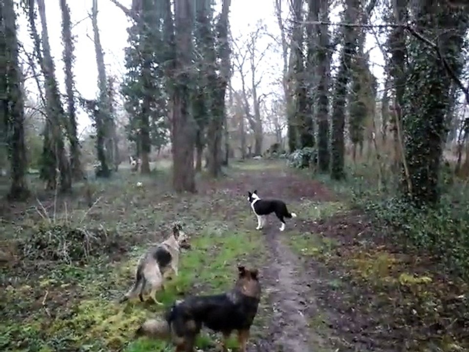 Les trois chiens et le  ballon  (1)