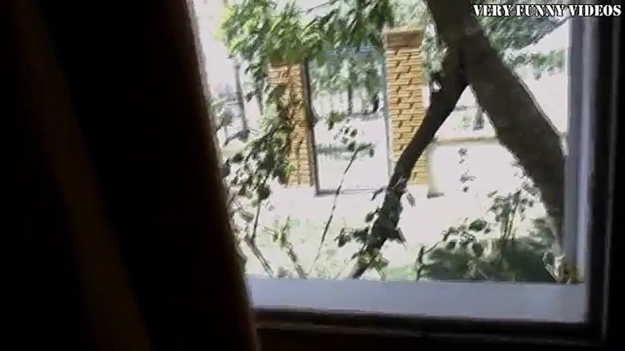 Funny Cats Fails Compilation 2015