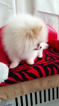 satilik boo pomeranian yavru 05333974577