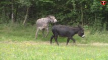 Donkeys are playing