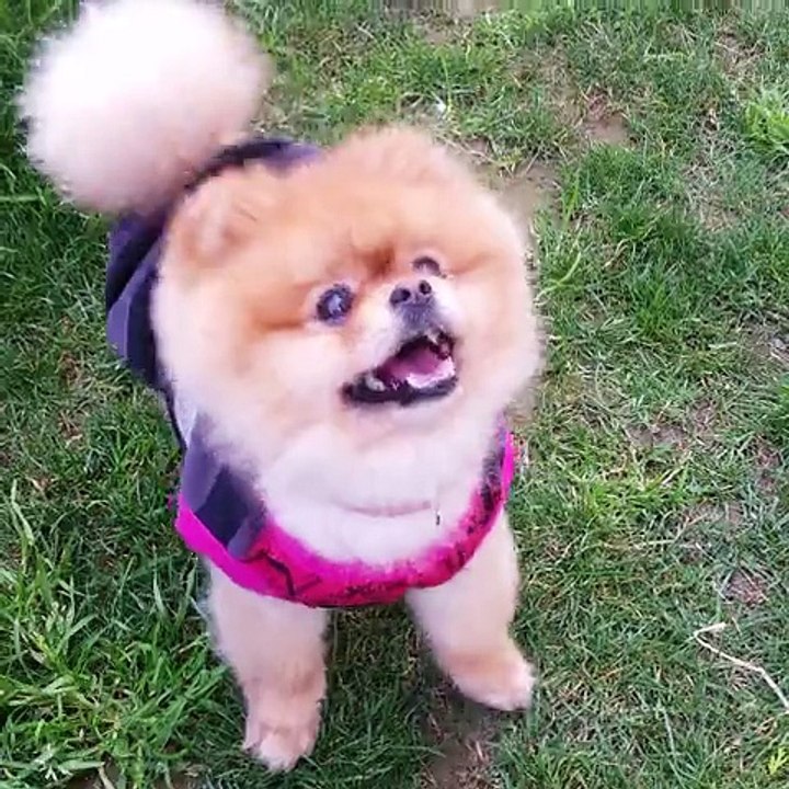 satilik pomeranian boo dog yavrulari 05333974577