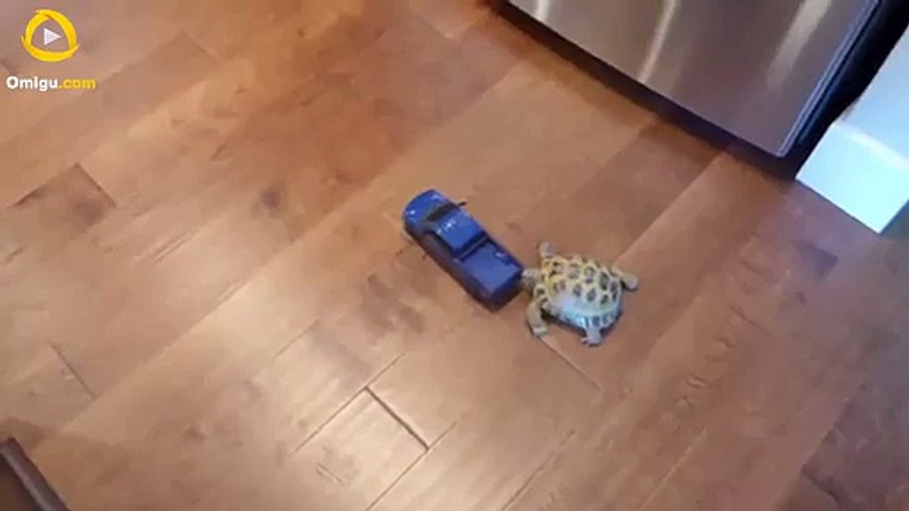 Turtle is Chasing a Car