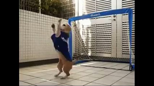 Small Dog Playing with Ball very very funny