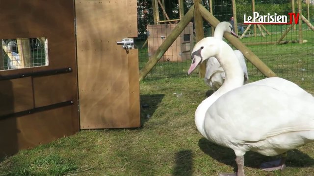 Des cygnes élevés à Boulogne bientôt sur scène au Lido
