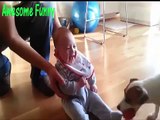 Funny cats and dogs    Compilation funny videos of babies and pets