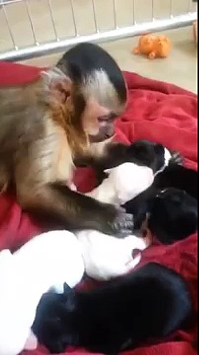 Un singe caresse des chiots