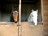 CHEVAUX BOX