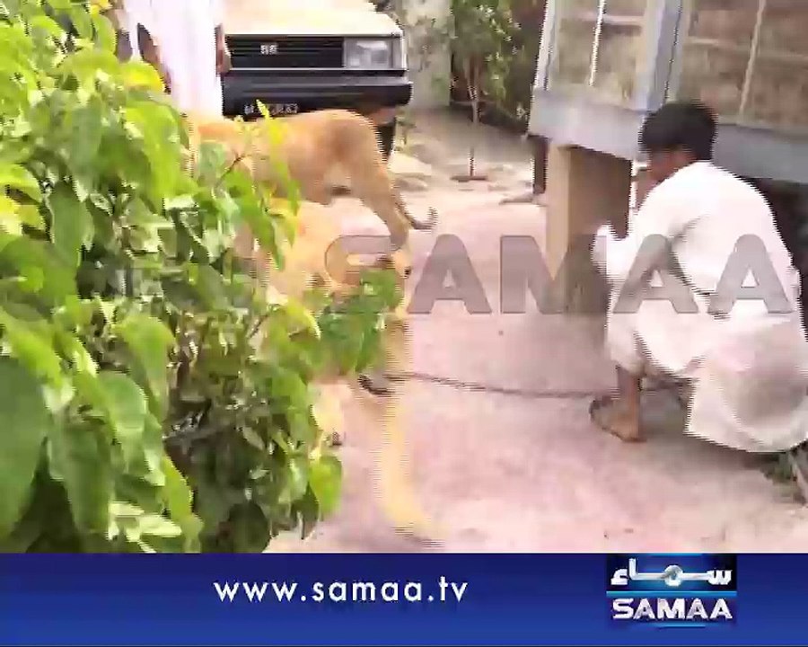 Five lion cubs born in Multan