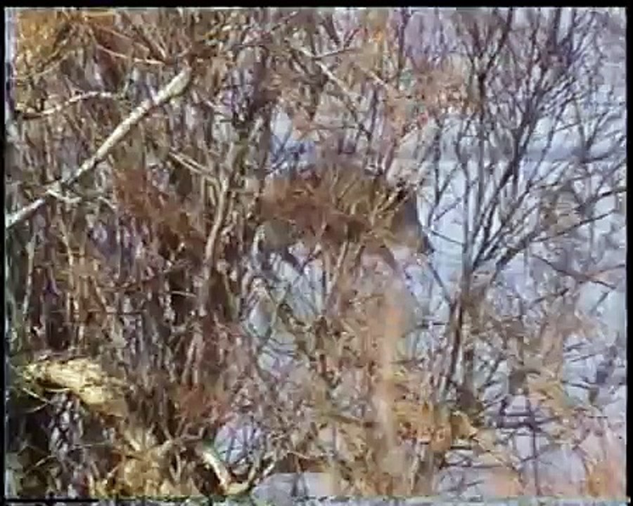 bambi-boar1