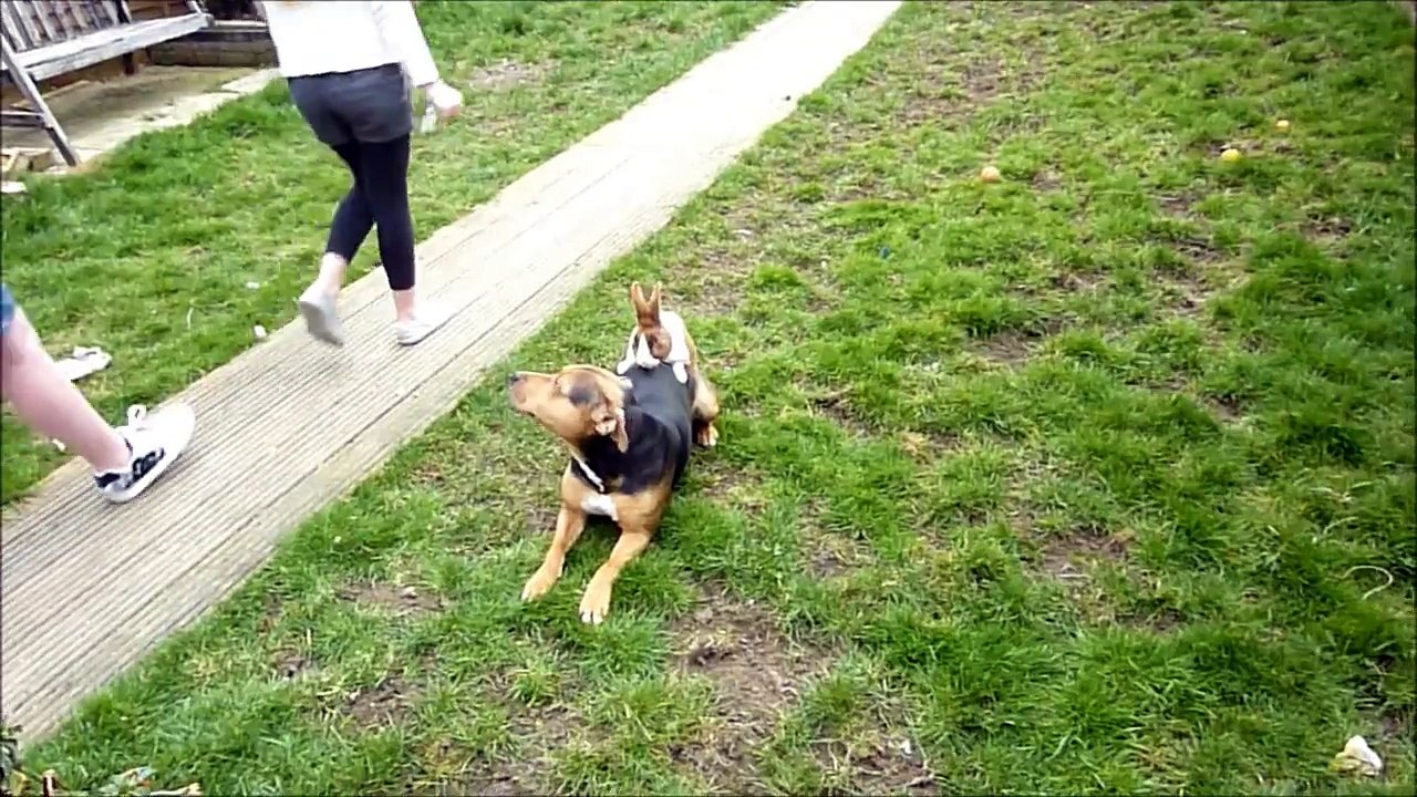 Dog-in-the-Garden