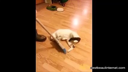 Vous aussi vous jouez au curling avec votre chat ?