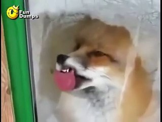 Firefox has encountered a problem with Windows....