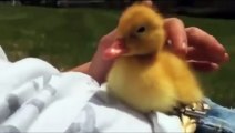 Cute Duckling is Very Sleepy