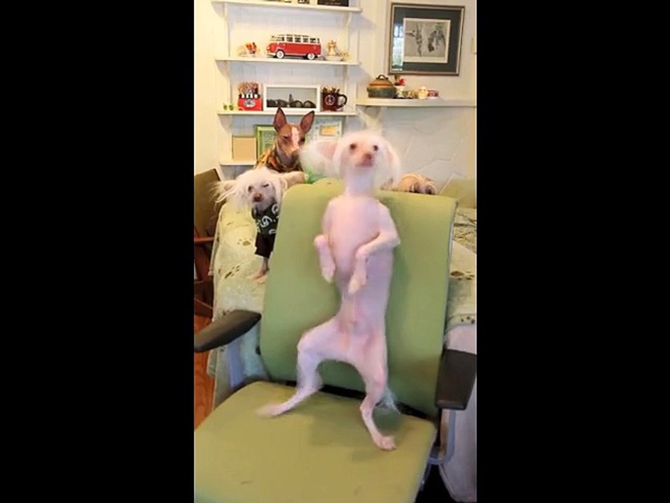 dancing dog