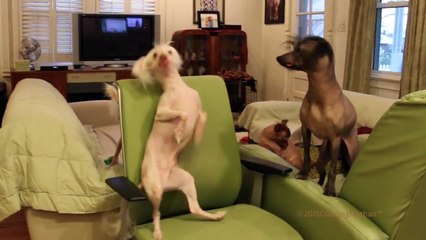 Hairless Dancing Nathan _ Uptown Funk