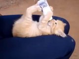 Tatlı Minik Kedi Yavrusu Sütünü İçiyor__