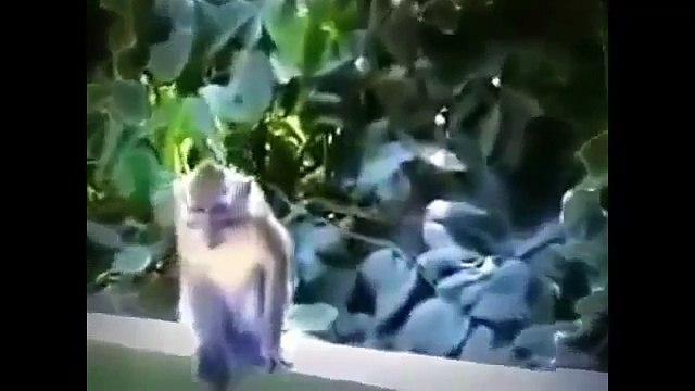 sexxyyy video 2014 nik English best funny animals compilation funny videos 2014 HD Part54