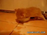 kitten drinking milk