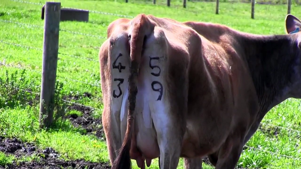 Heat detection to maximise dairy cow fertility