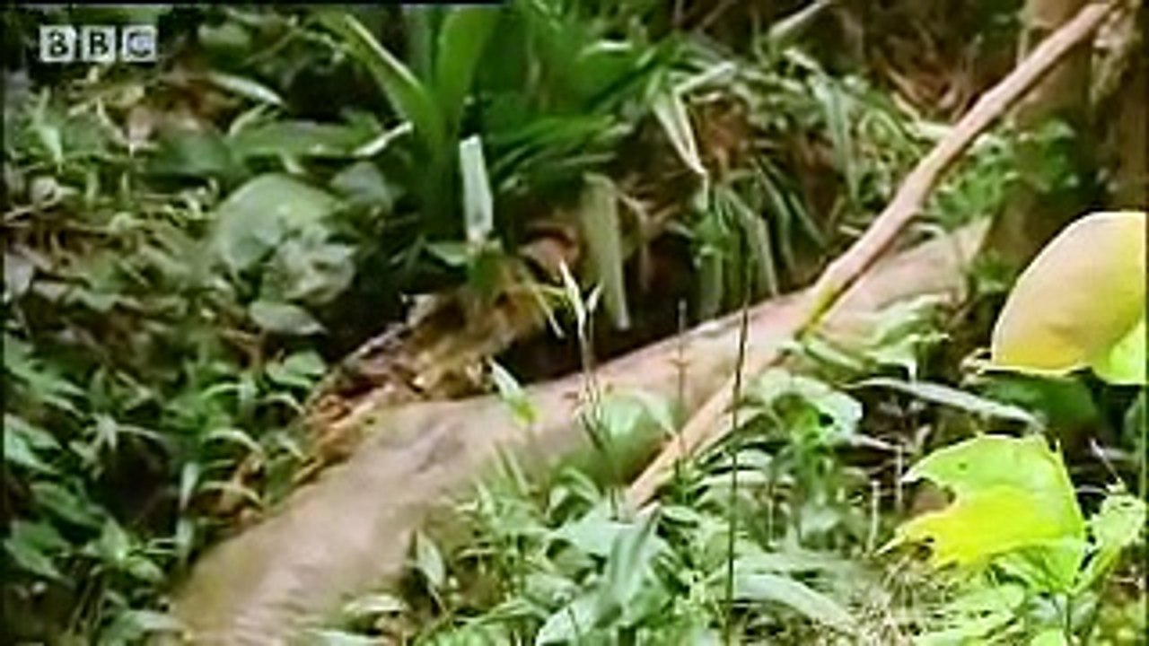 Waorani tribe: Bathing in the river - Tribal Wives - BBC