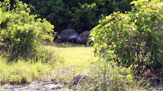 Explorer Interrupts Mating Tortoises, Slowest Chase Ever Ensuesرد فعل ذكر سلحفاة أزعجه مذيع خلال 'لحظة رومانسية'