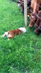 İLK KEZ KÖPEK GÖREN İNEKLER