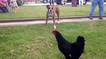Köpeği korkutan tavuk