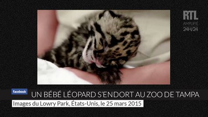 Un bébé léopard s'endort au zoo de Tampa