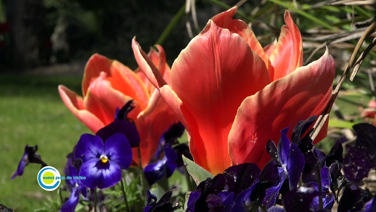 Saint Jean de Védas / Journée internationale de la forêt - mars 2015