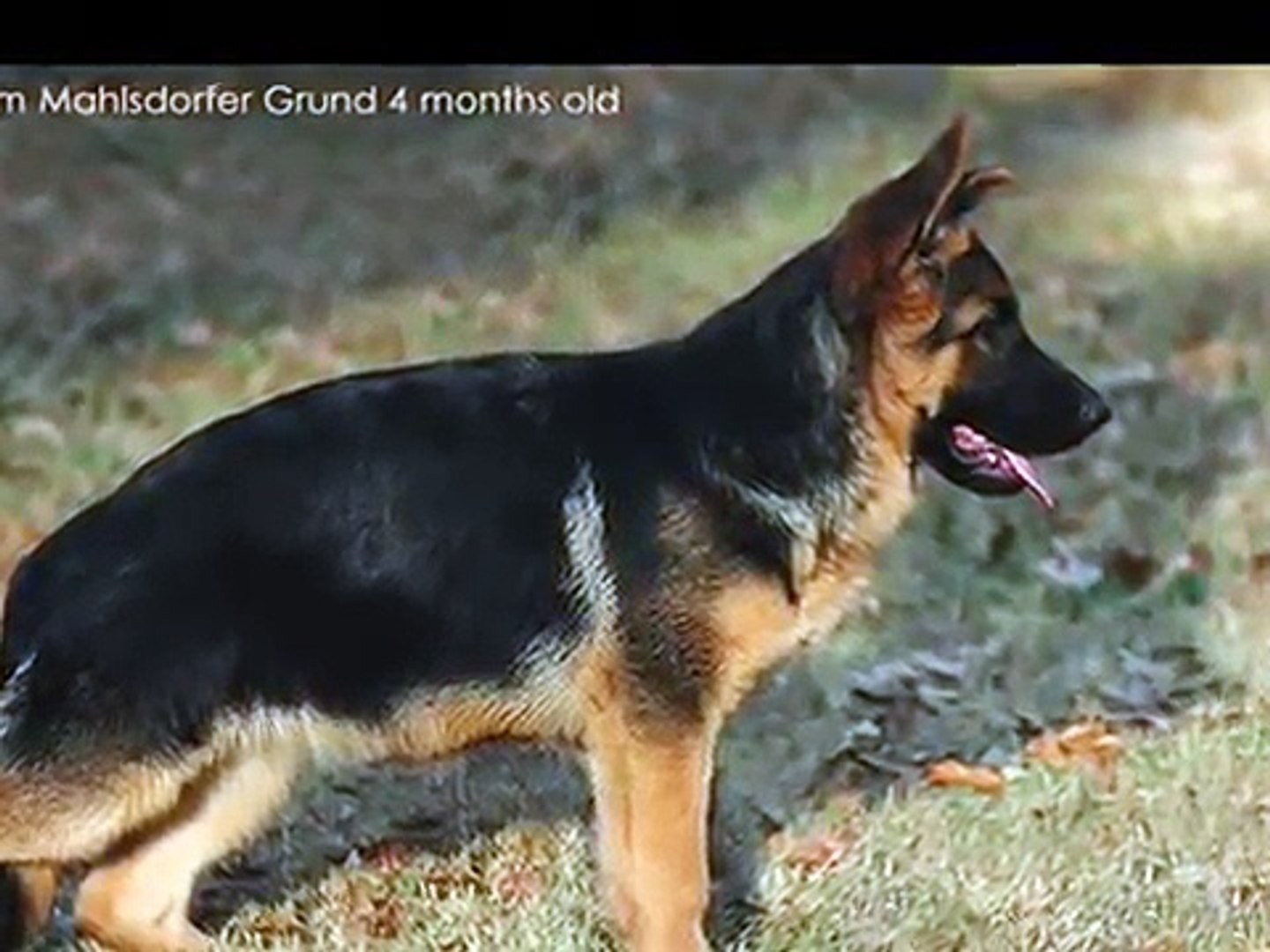 how big are german shepherds at 3 months