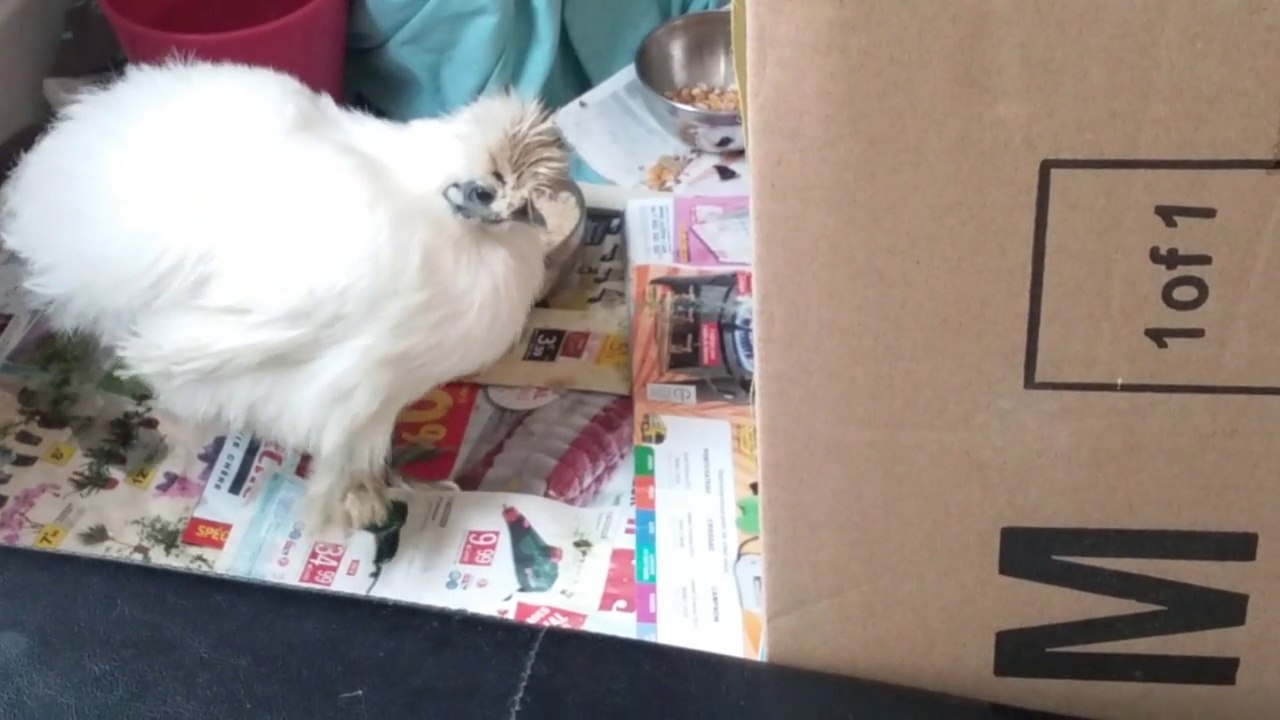 poule soie qui boite