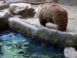 Bear Rescues A Crow From Drowningالدب تنقذ غراب من الغرق