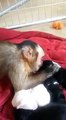 Un petit singe caresse des bébés chiens