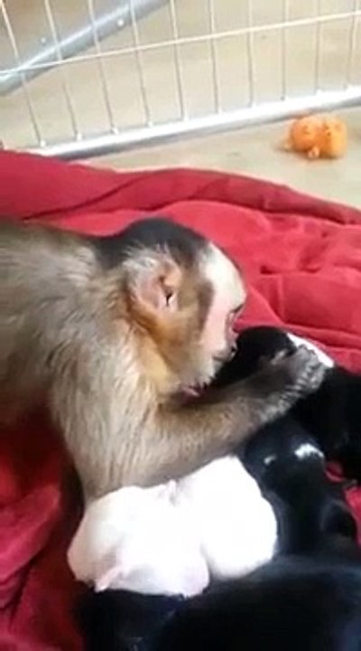 Un petit singe caresse des bébés chiens