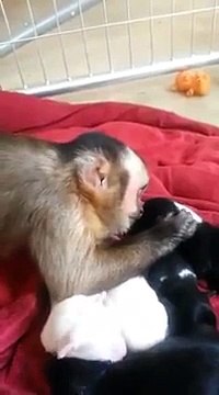 Un petit singe caresse des bébés chiens