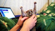 And now... at last - Sonya!!!! (slow loris tickle)