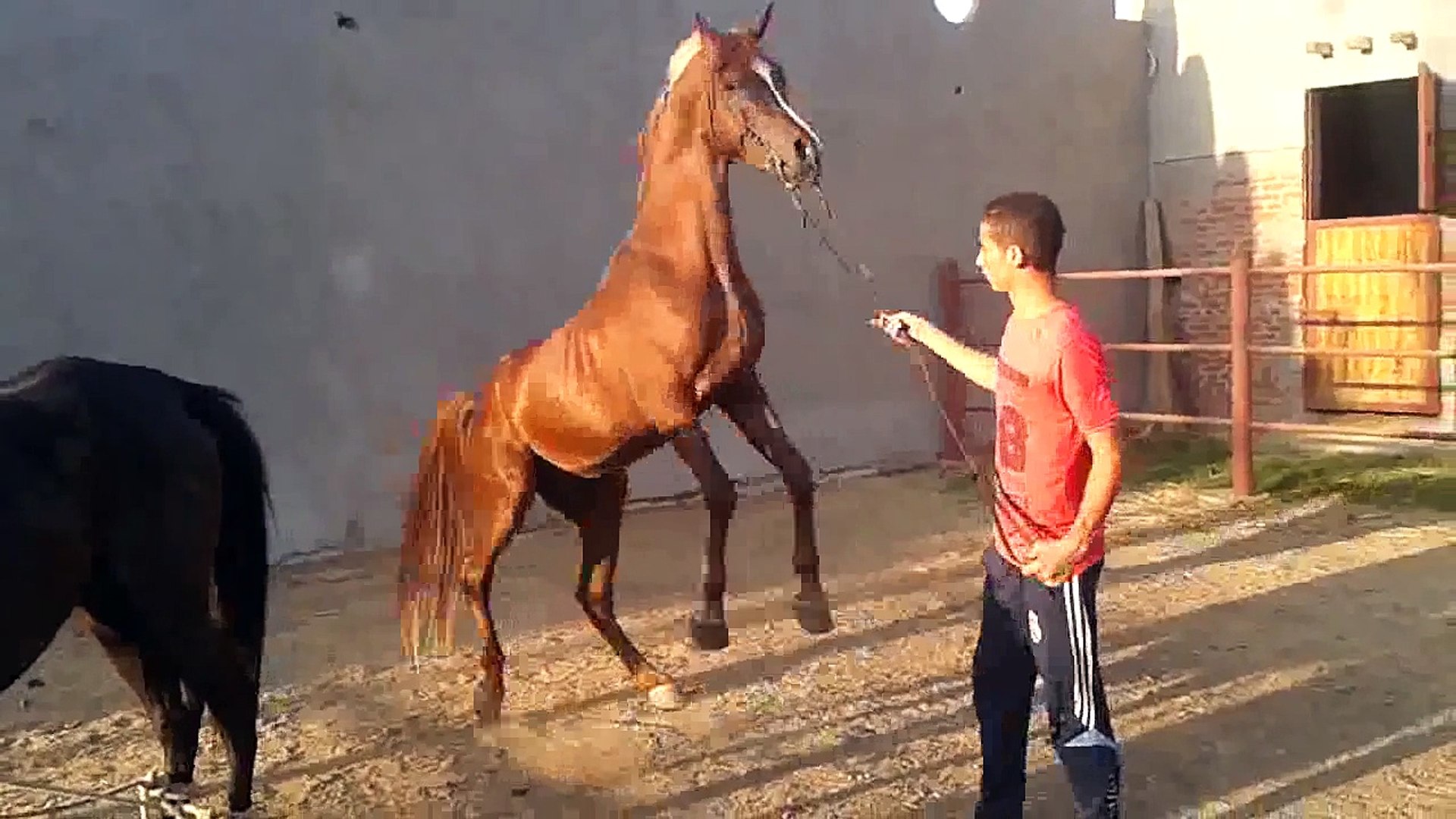 تزاوج الخيول العربى الاصيل - video Dailymotion