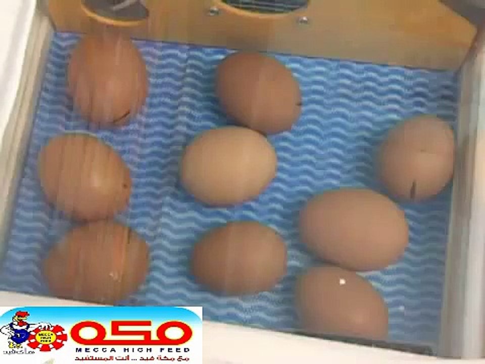 لحظة خروج الكتكوت من البيضة - مكة هاى فيد