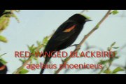 Red-Winged Blackbirds Flock at Sonoran Desert Farm