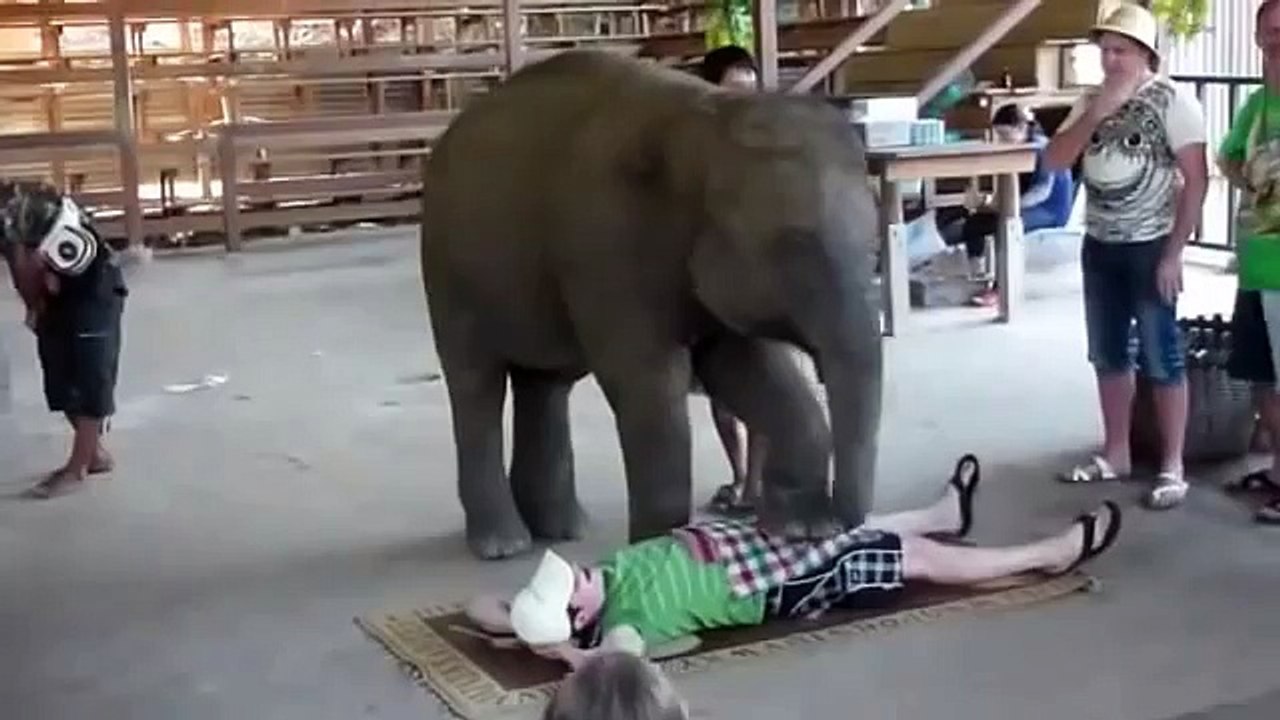 Funny animals hot massage compilation