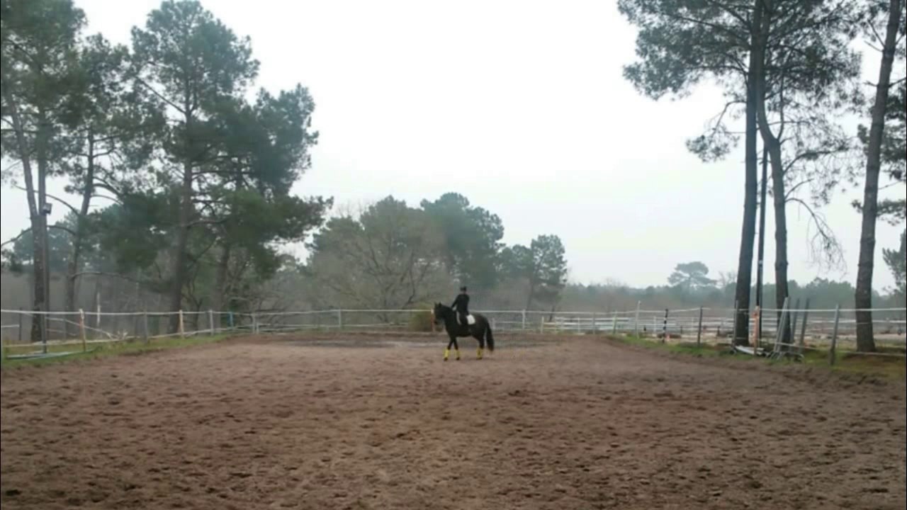 20/03/2015 B. Lusitanien 4ans, 5ème fois monté, le travail au pas