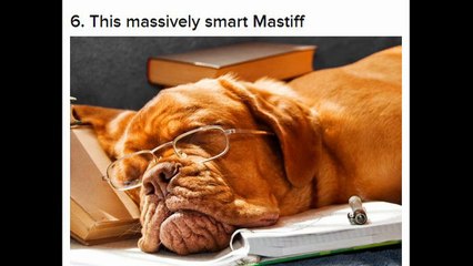 20 Animals That Are Smarter Than You