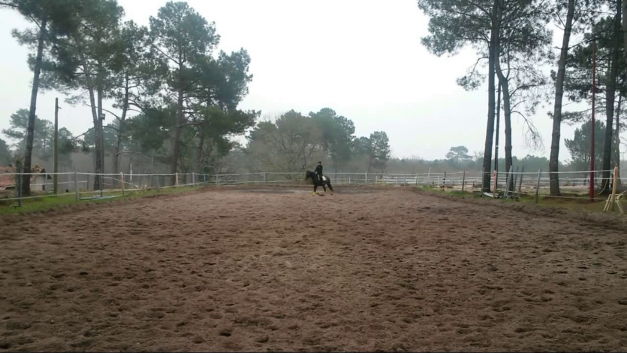 20/03/2015 B. Lusitanien 4ans, 5ème fois monté, le travail au trot