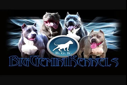 Bully XXL pitbull, BGK's The Rock, the largest XXL blue pitbull, the biggest pit bull