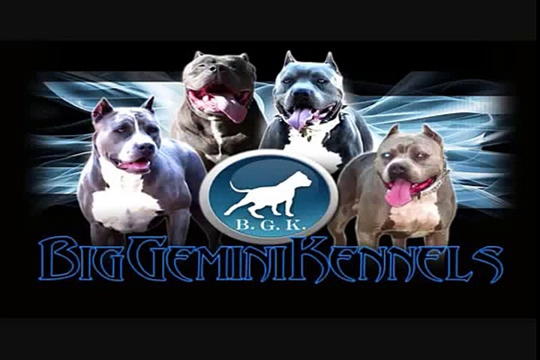 Bully XXL pitbull, BGK's The Rock, the largest XXL blue pitbull, the biggest pit bull