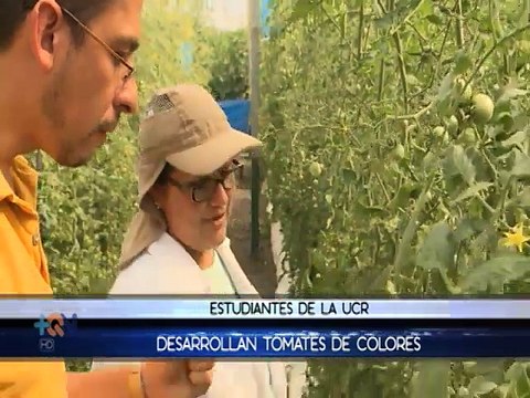 En Costa Rica también se producen tomates de colores