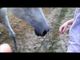 Playing with the Horses [and the donkey!!!!]